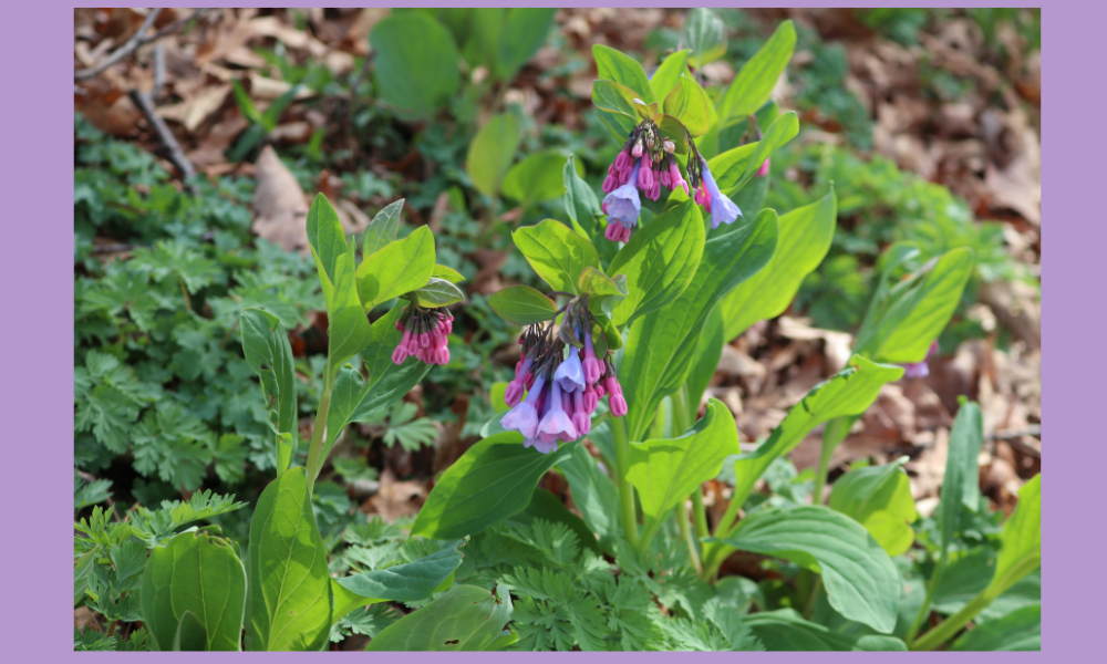 Picture of Virginia bluebells to advertise wildflower walks