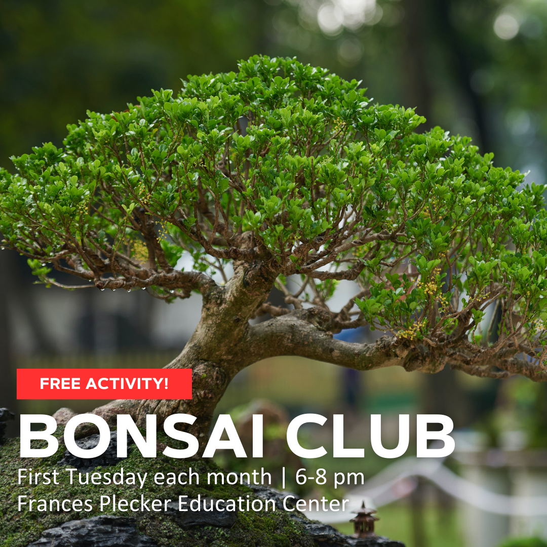 flyer for bonsai