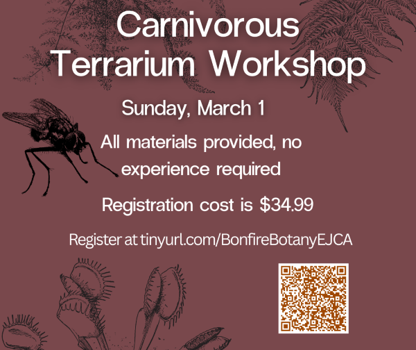 Carnivorous Terrarium