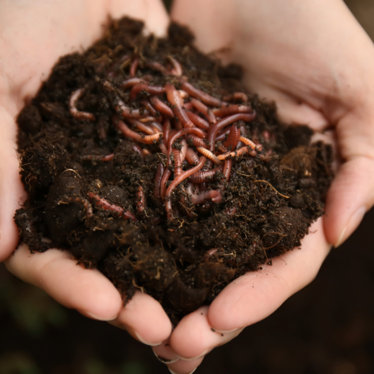 hands holding a pile of soil with earthworms 