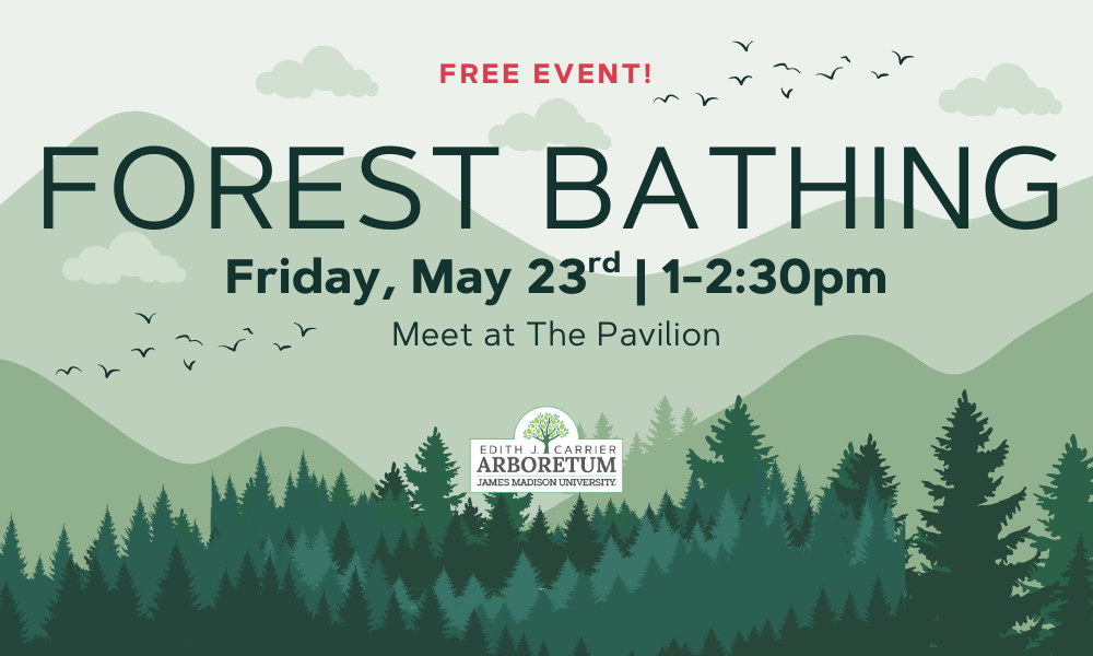 Promotional flyer for forest bathing with annette naber on May 23