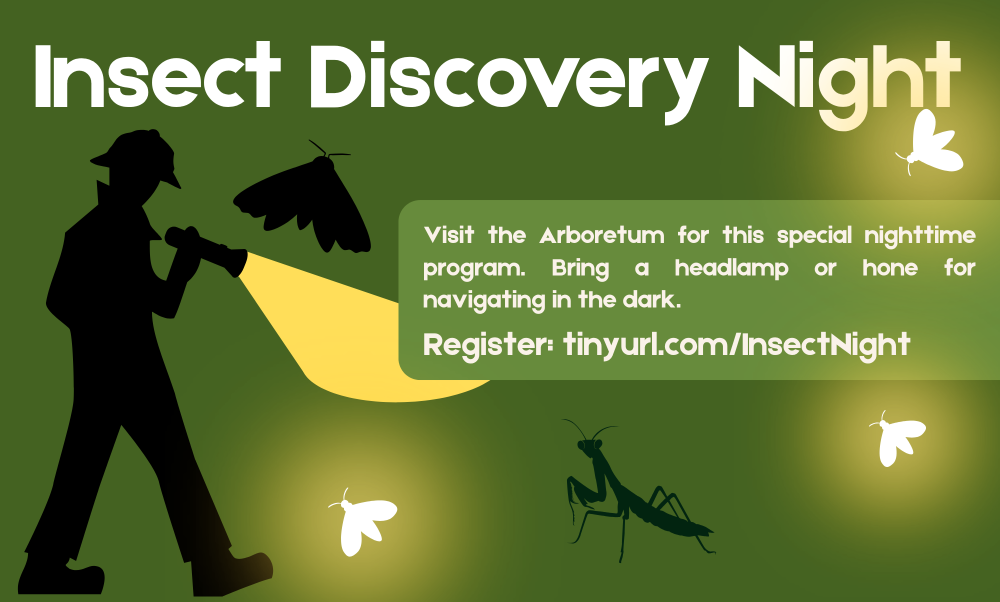 Insect Discovery Night
