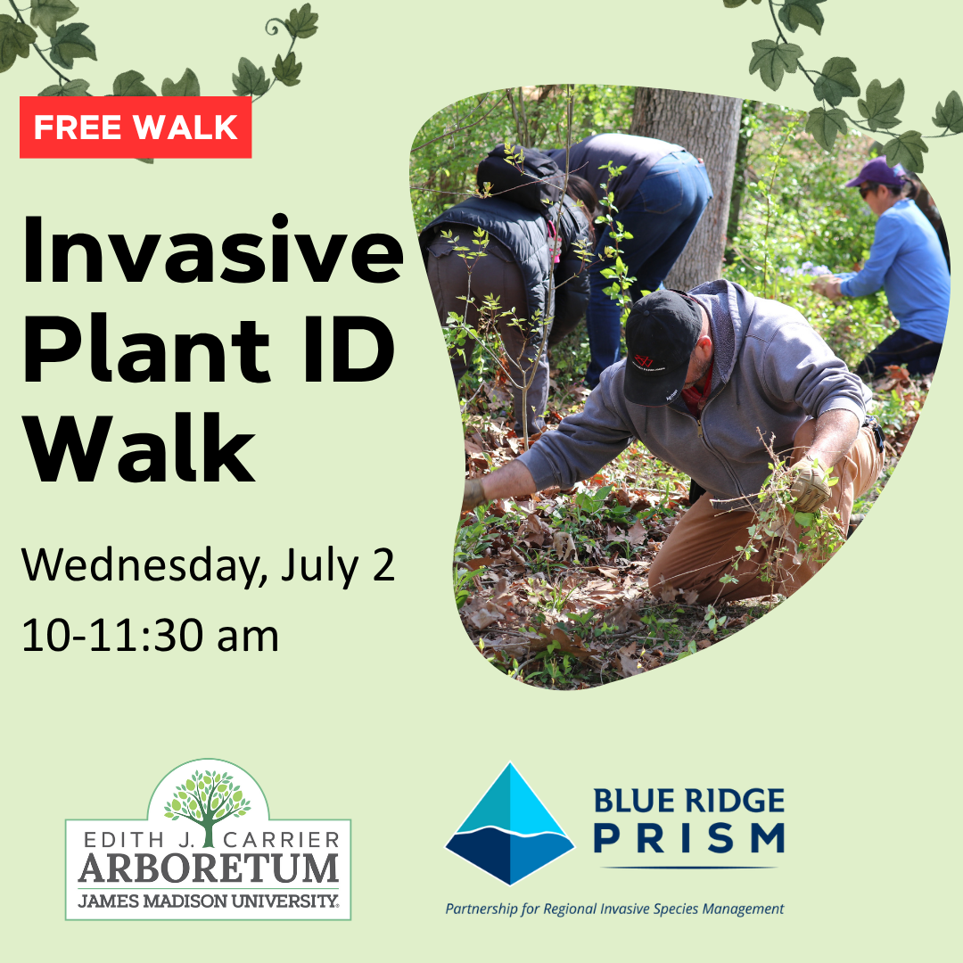 Promotional graphic for a free Invasive Plant ID Walk event at Edith J. Carrier Arboretum, featuring participants identifying plants in a natural setting.