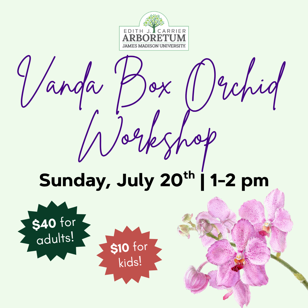 Promotional graphic for a Vanda Box Orchid Workshop at the Edith J. Carrier Arboretum, featuring event details and a pink orchid illustration.