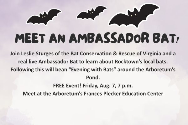 Meet an Ambassador Bat