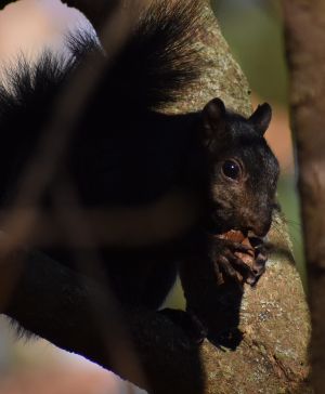 black Eastern Grey Squirrel in tree at EJC Arboretum at JMU