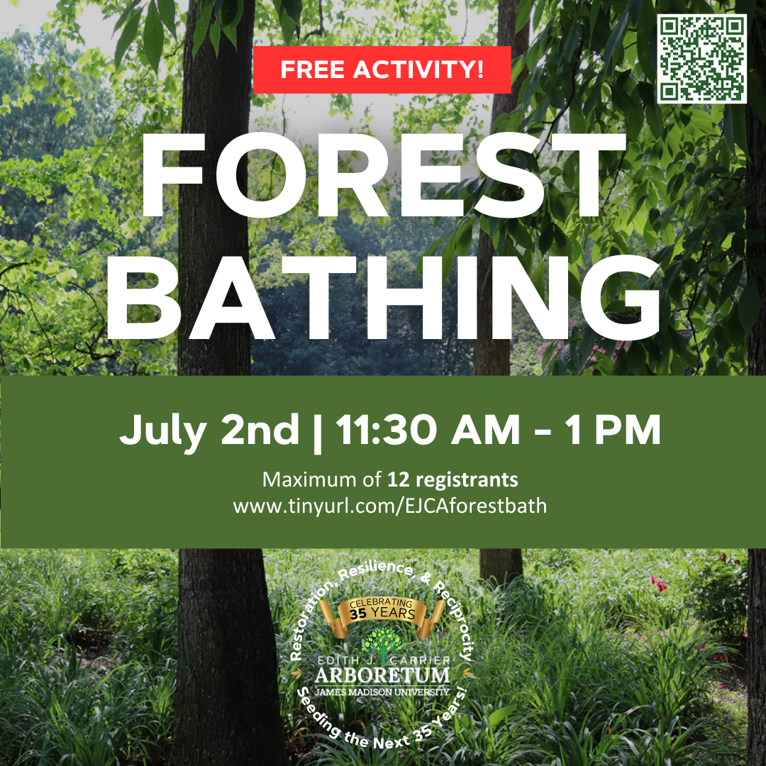 Forest Bathing flyer