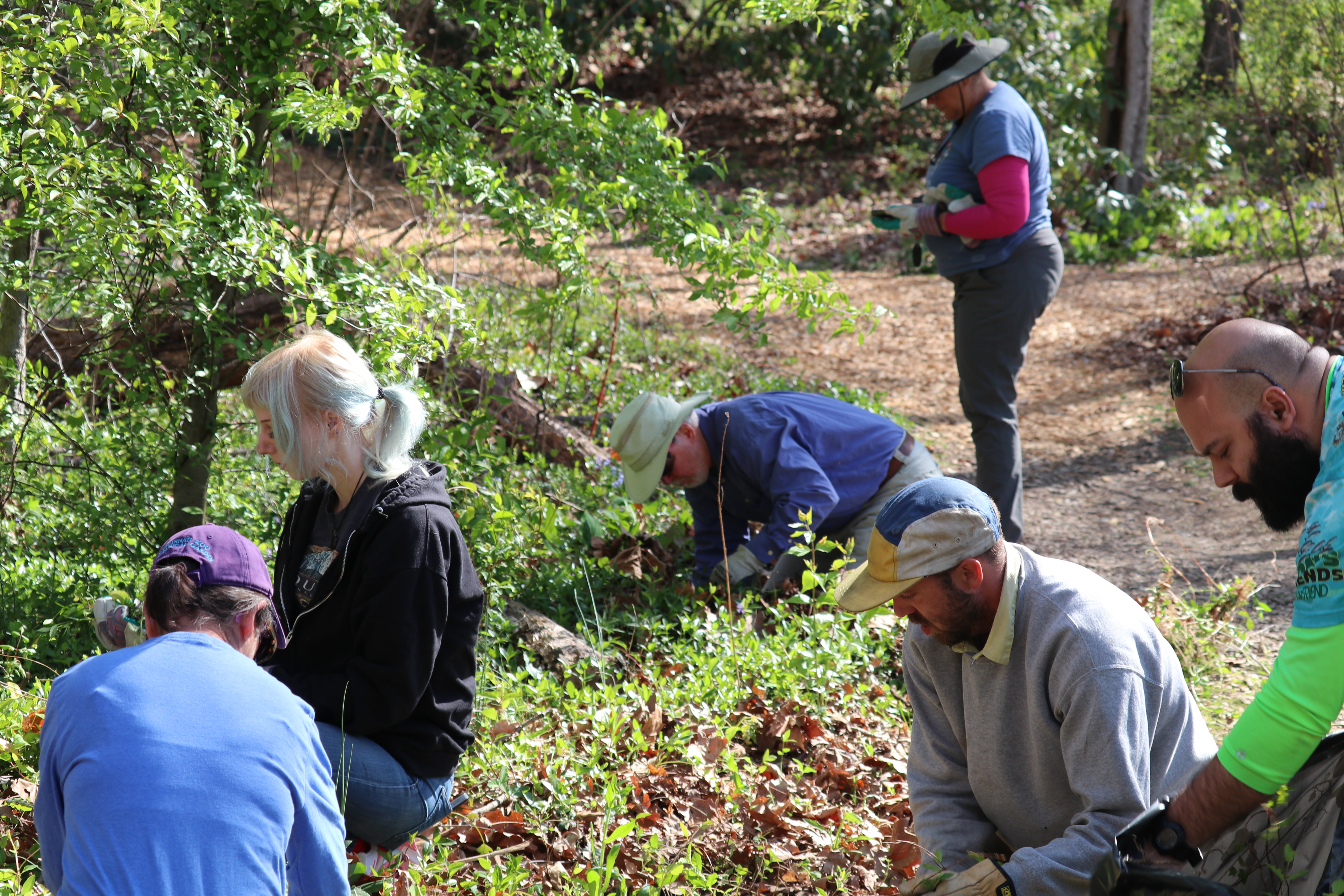 Invasive Species Workday