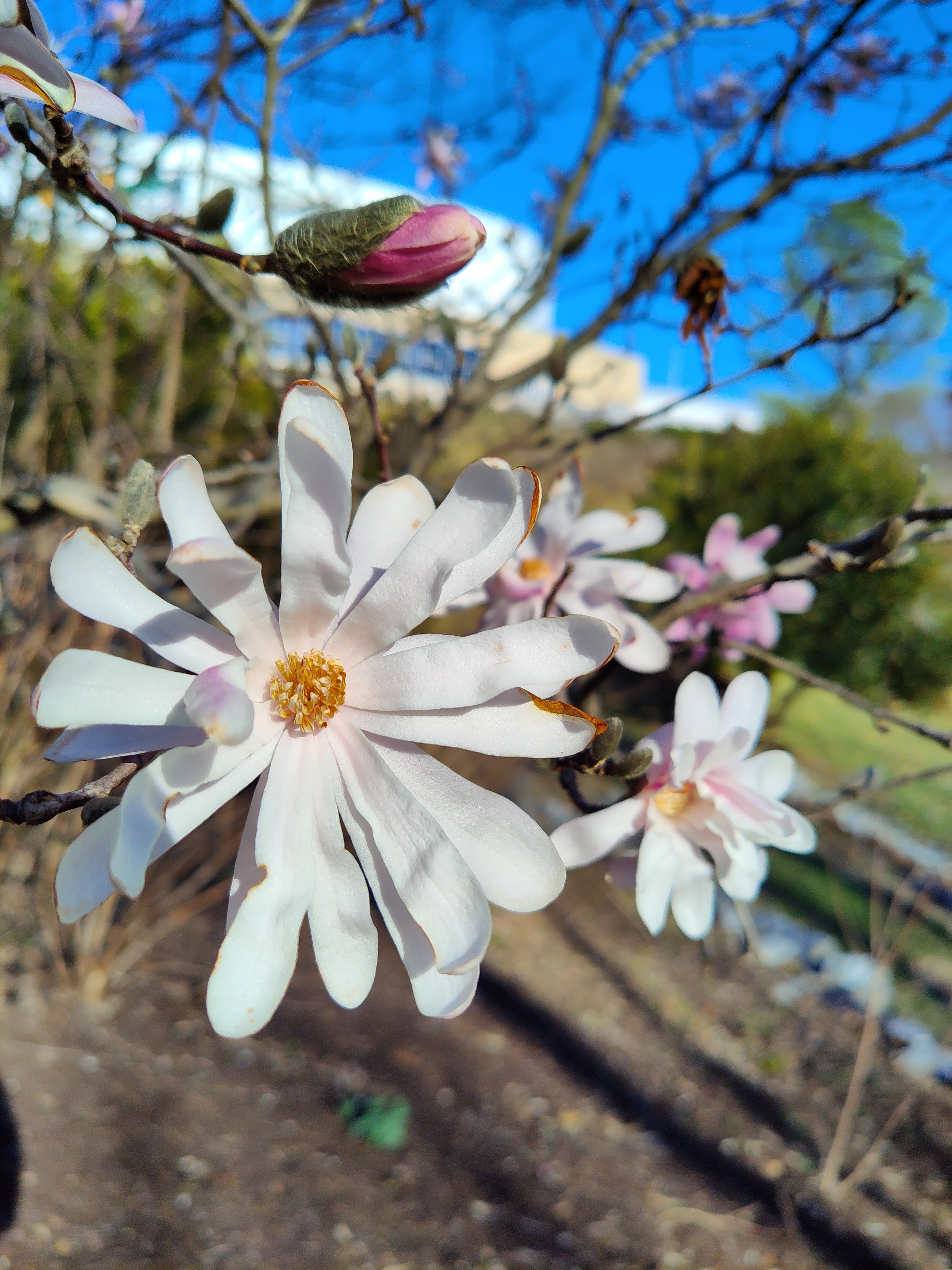 magnolia bloom 