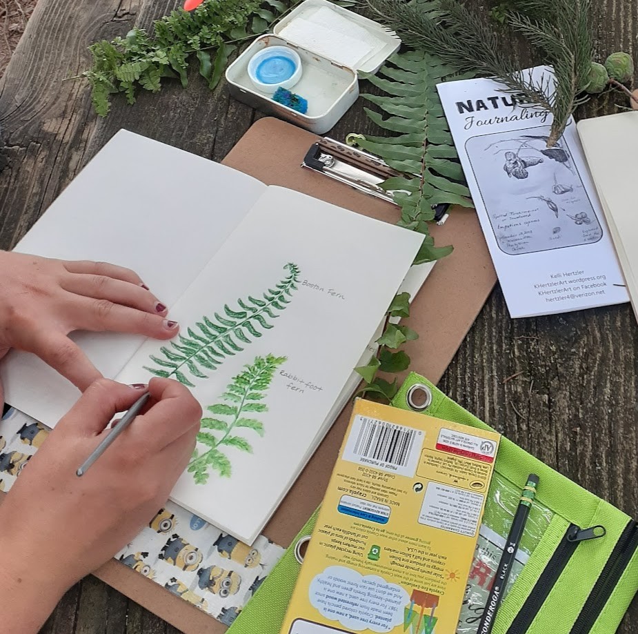 Person creating a nature journal page for two kinds of ferns
