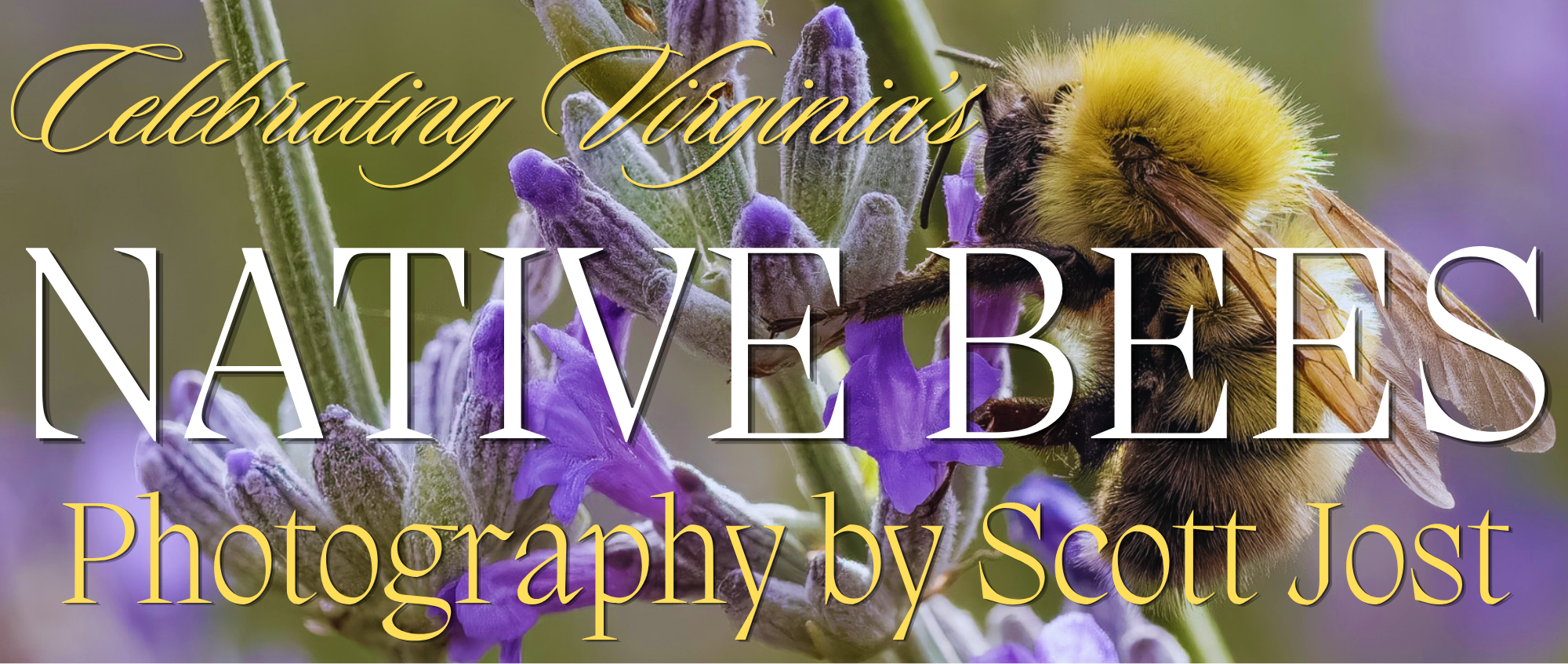 Native Bees by Scott Jost