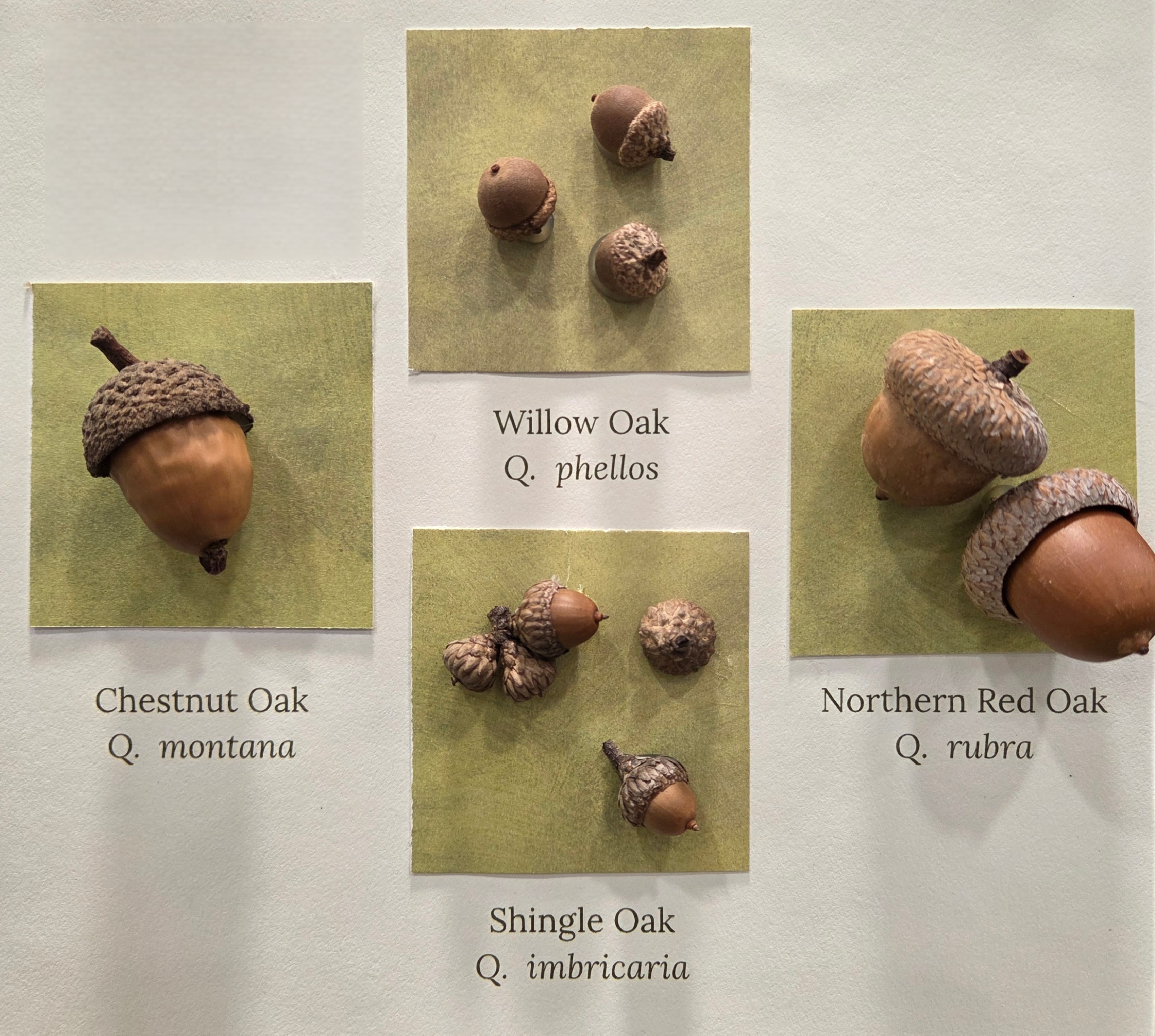 sample acorns to show variety