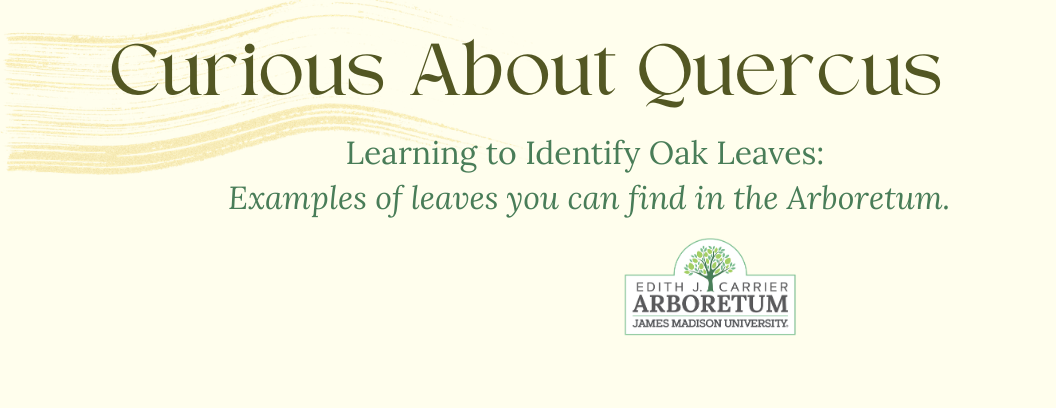 Curious About Quercus title