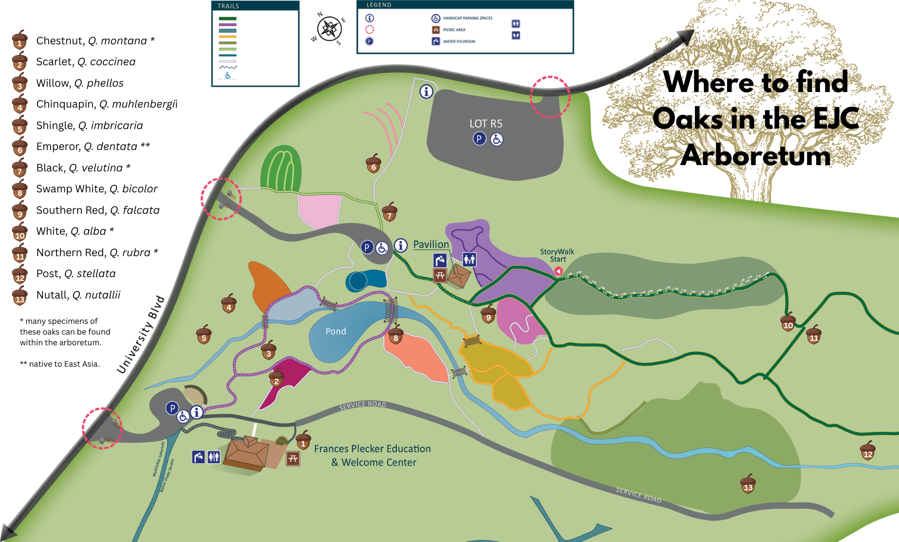 Map of Oaks in the Arboretum