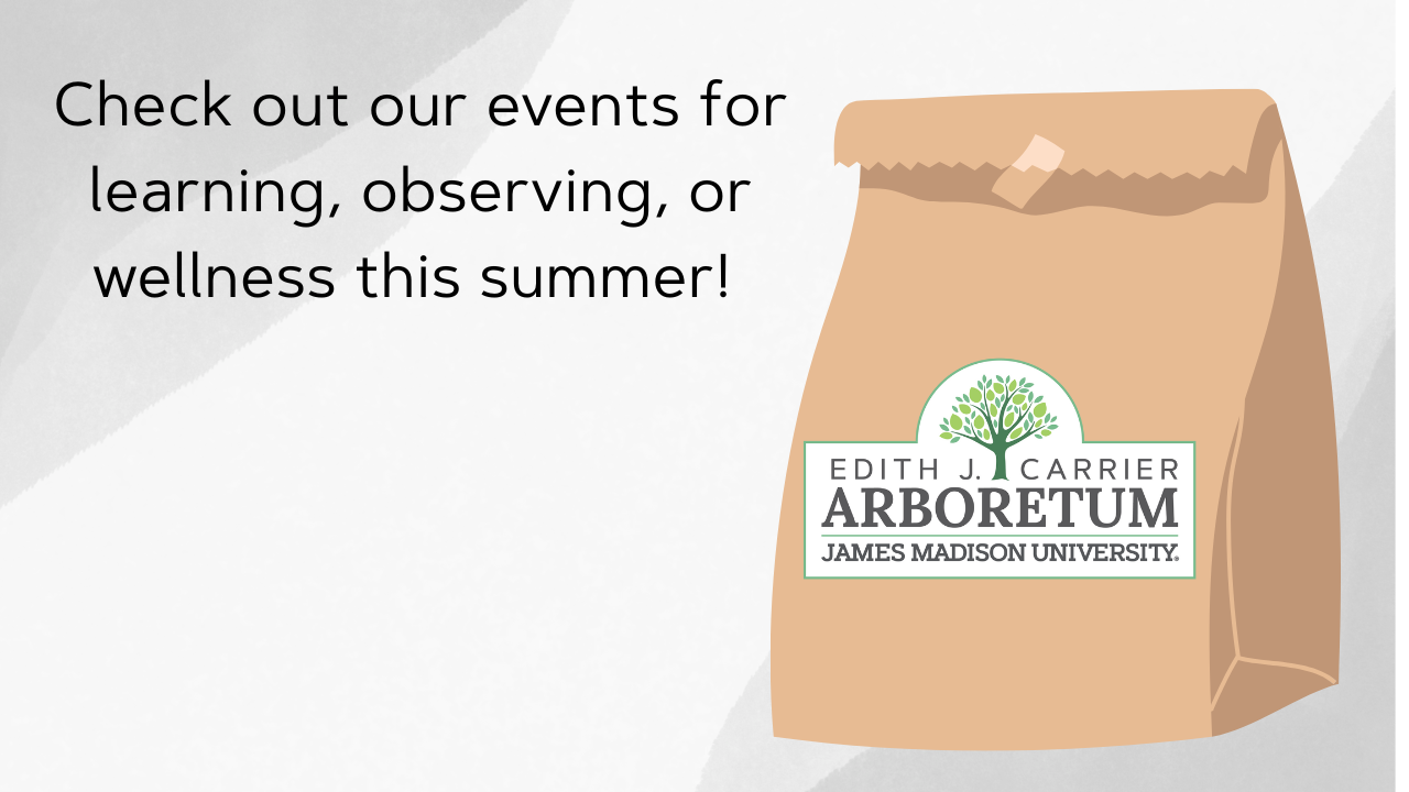 flyer for general summer events