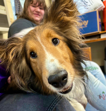 image for Rockingham SPCA