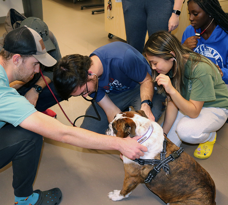 Nursing students hear an example heart murmur on the Duke Dog