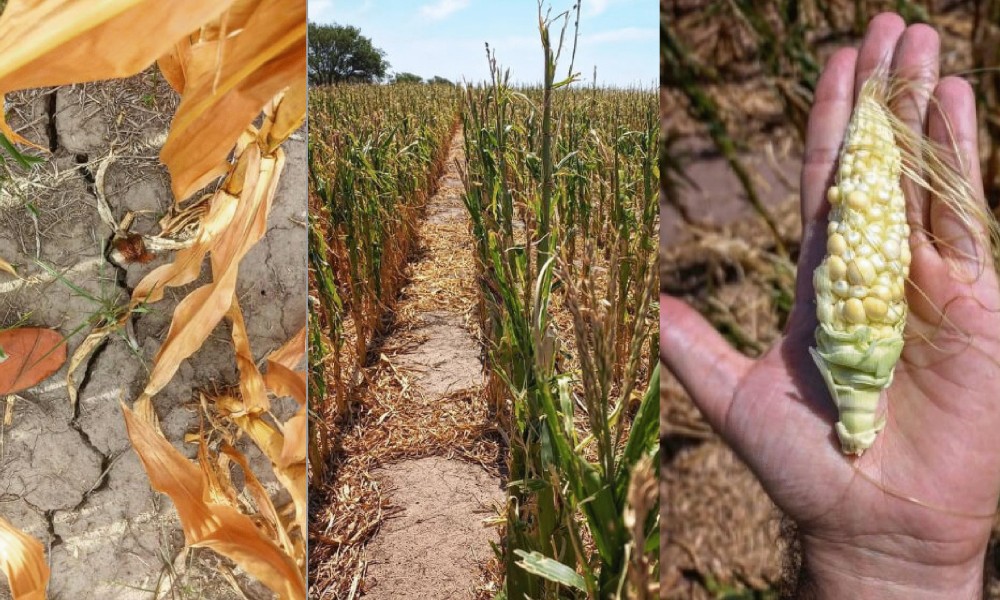 Corn, cornfield, cracked dirt depict agricultural flash drought.