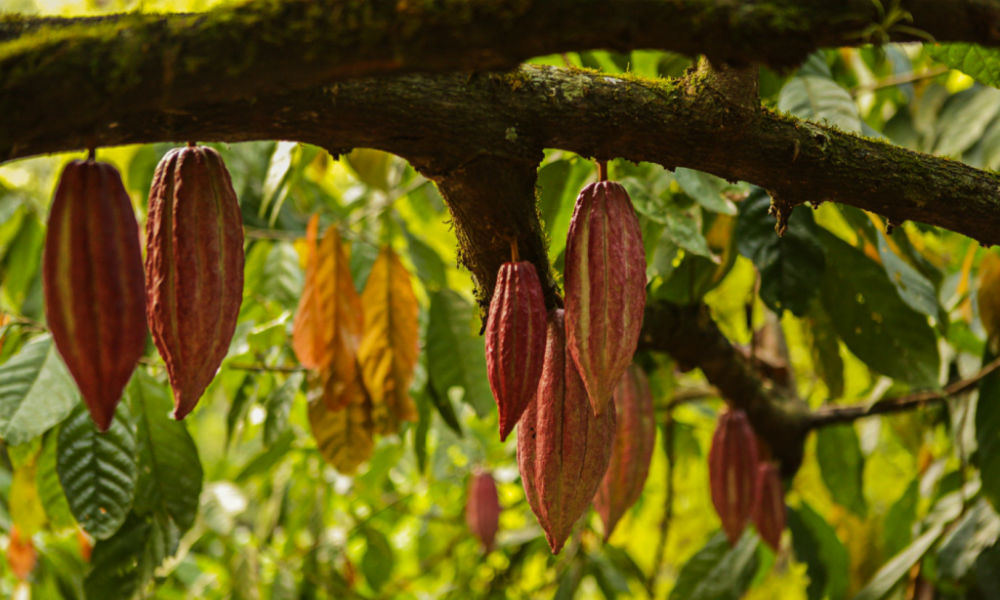 Cacao pods ripening on tree