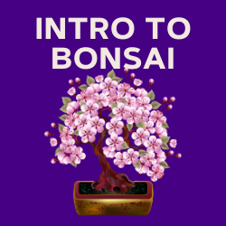 Intro to Bonsai