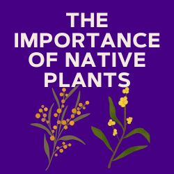 The Importance of Native Plants
