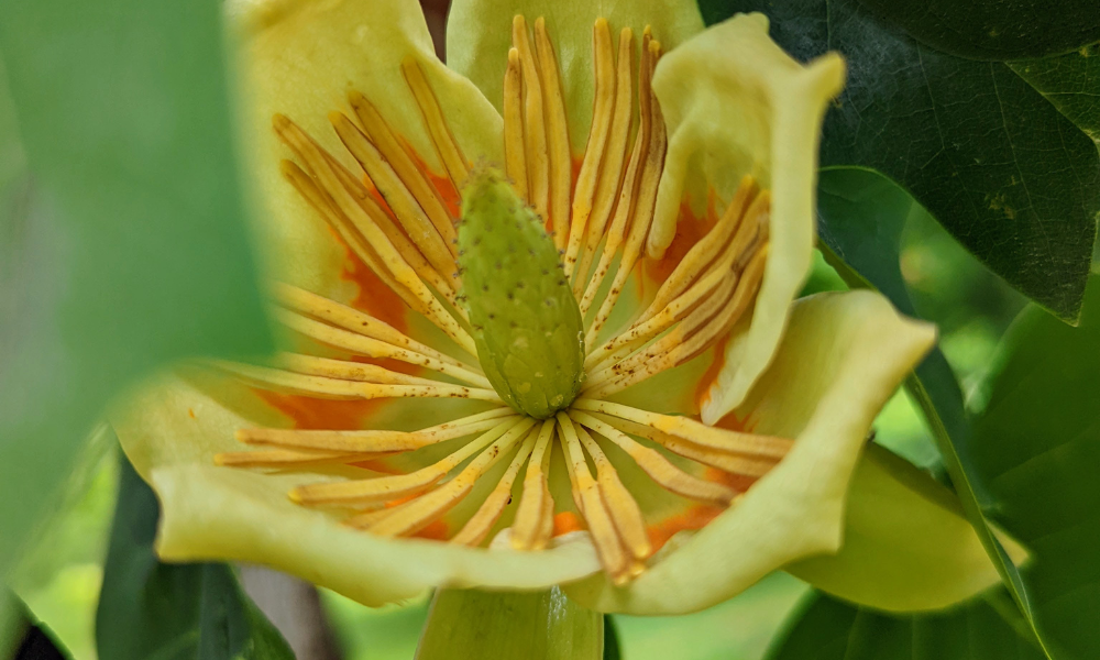 Close-up of a tulip poplar tree's flower