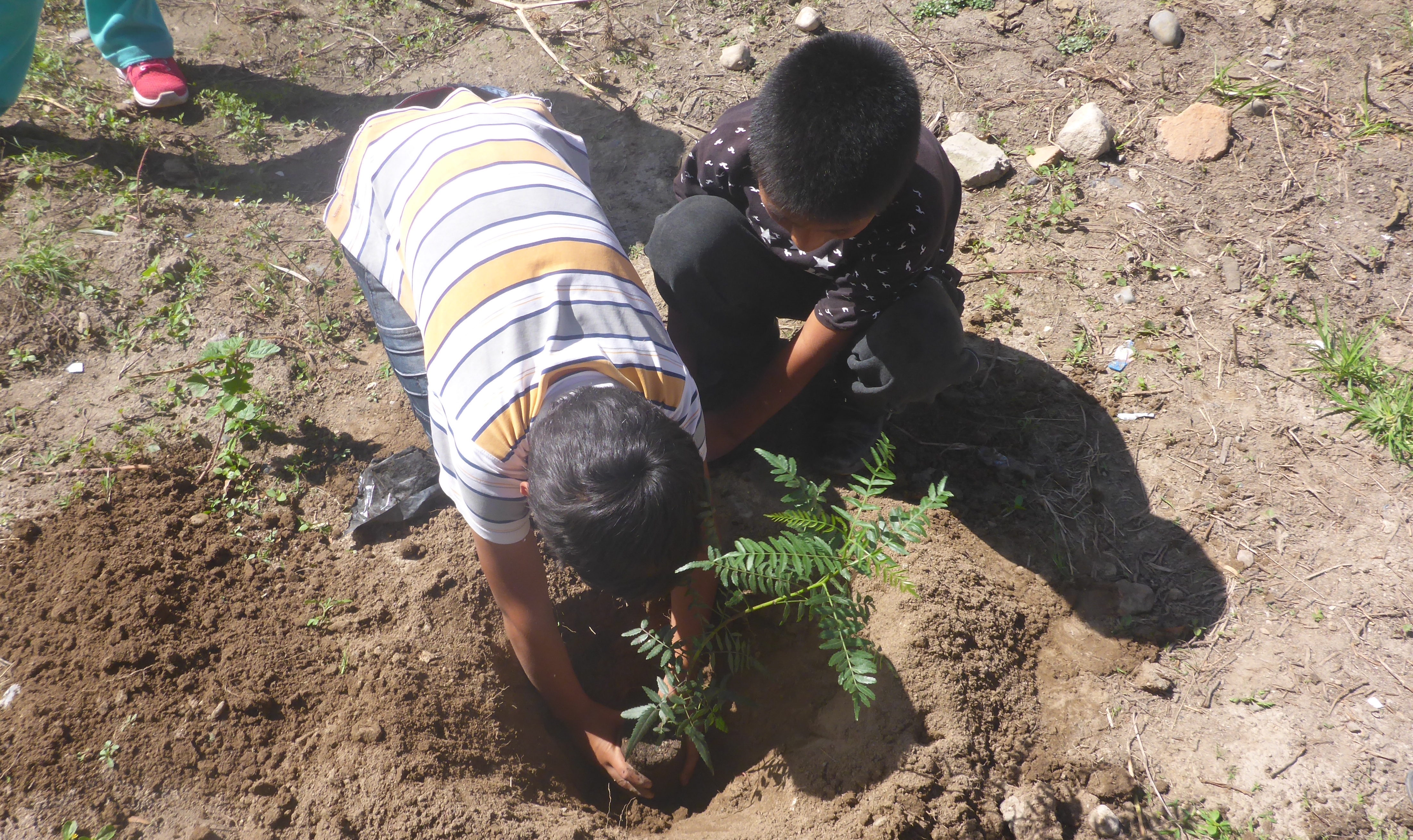 Two boys planting trees in Peru, image provided by Peace Corp Site