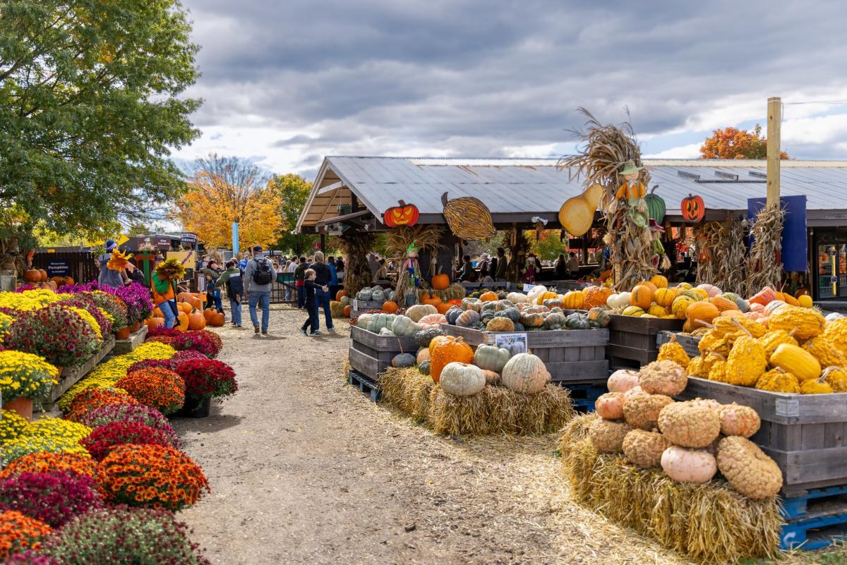 Outdoor fall market with colorful mums and stacked pumpkins and gourds on hay bales, with shoppers walking between displays under cloudy skies.