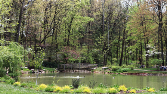 Wooden footbridge crossing a pond in a lush spring forest with ducks on the water.