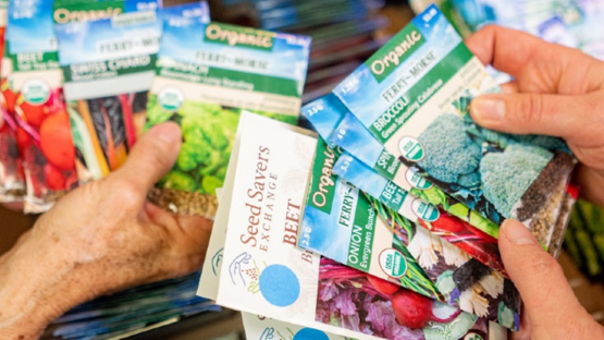 Hands holding a variety of organic vegetable seed packets.
