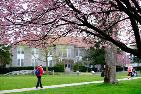Student walking with trees in blossom