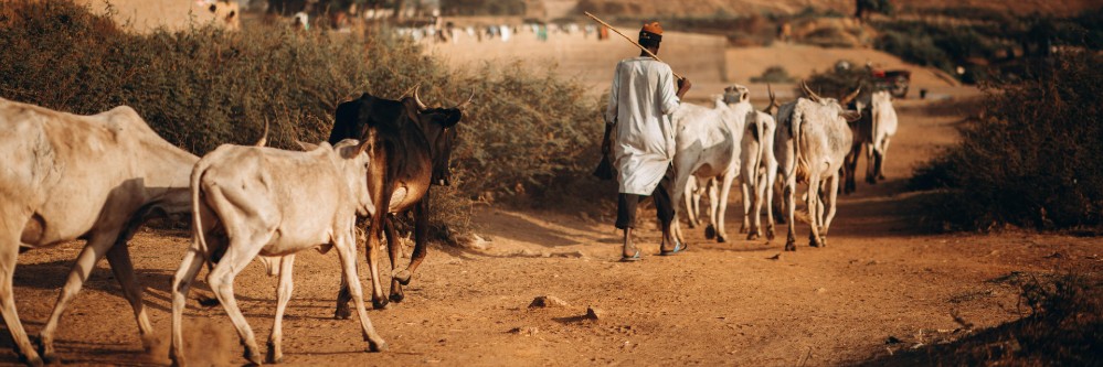 image for Recurring Coups in the Sahel