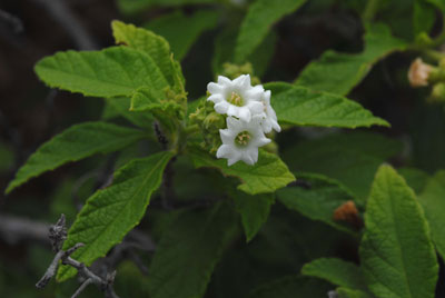 Cordia sp. in bloom.