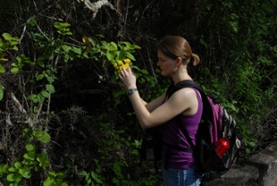 Julia Stutzman looking at Cordia plant