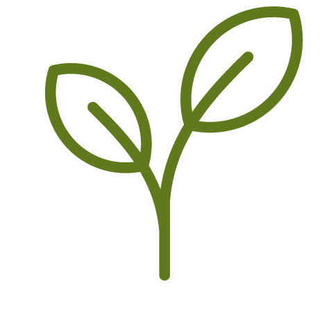 a plant with two leaves