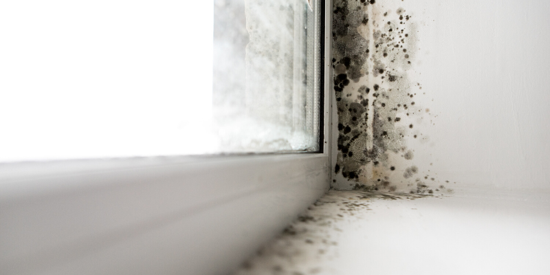 Mold example in corner of window 