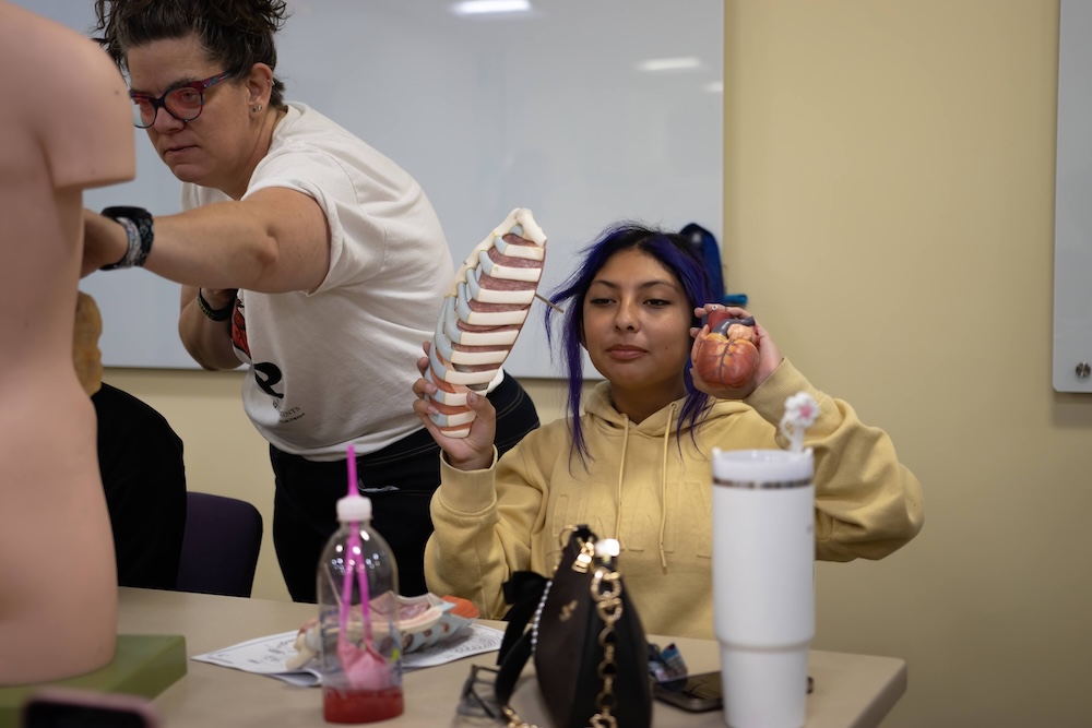 Students in a classroom anatomy lab, with one holding a ribcage model and a heart model while another works with a torso mannequin.
