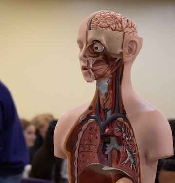 image for Human Anatomy