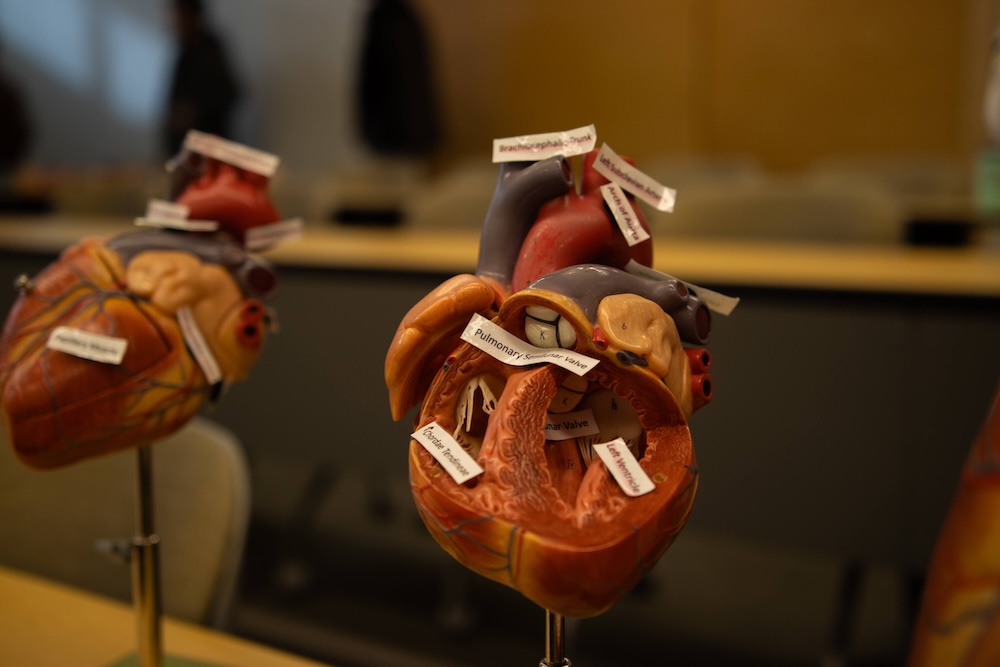 Close-up of an anatomical heart model with labeled parts, shown cut open to reveal chambers and valves in a classroom setting.
