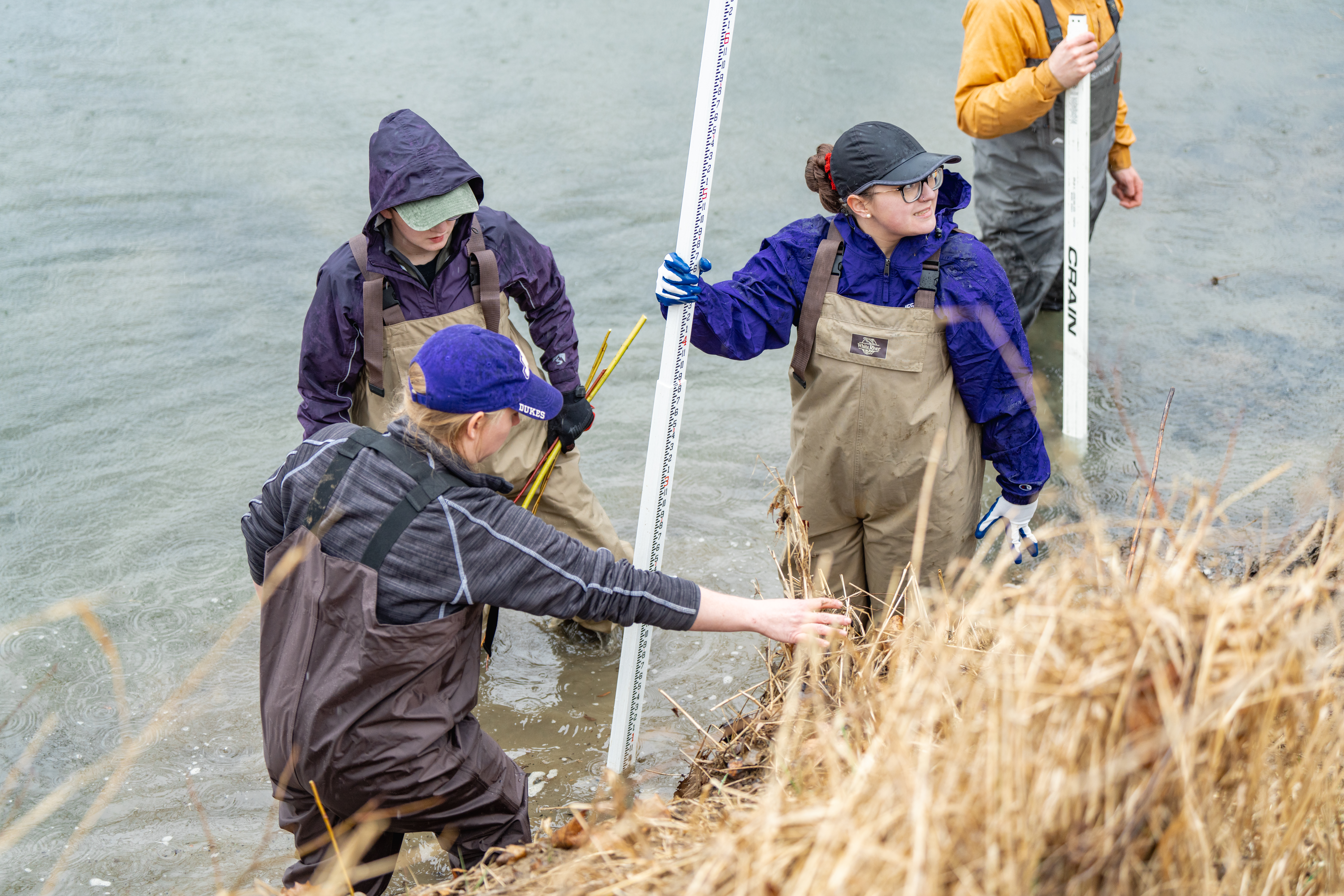 Students planting trees along a streambank