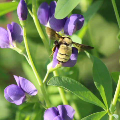 A yellow bumble bee on a false indigo flower