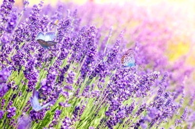 lavender